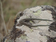 Podarcis guadarramae guadarramae