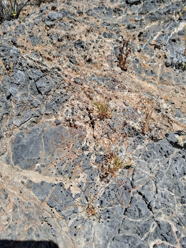 Nemacladus orientalis observed 2026-05-06