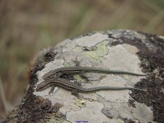 Podarcis guadarramae guadarramae