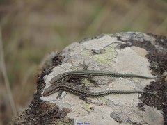 Podarcis guadarramae guadarramae