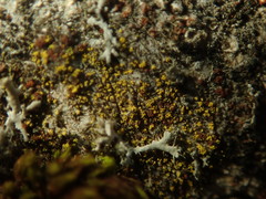 Candelariella xanthostigma