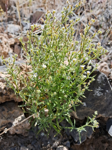 Johnstonella racemosa observed 2026-05-06