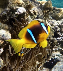 Amphiprion bicinctus