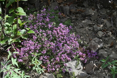 Thymus indigirkensis