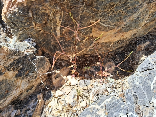 Eremothera chamaenerioides