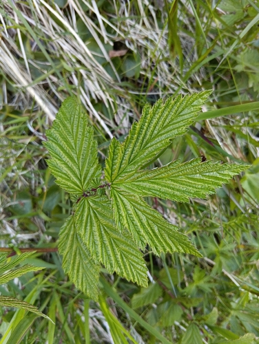 Meadowsweet