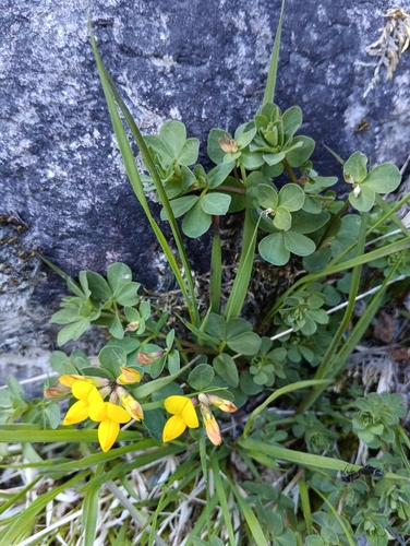 bird's-foot trefoil