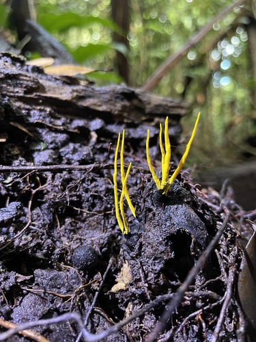 Xylaria lutea