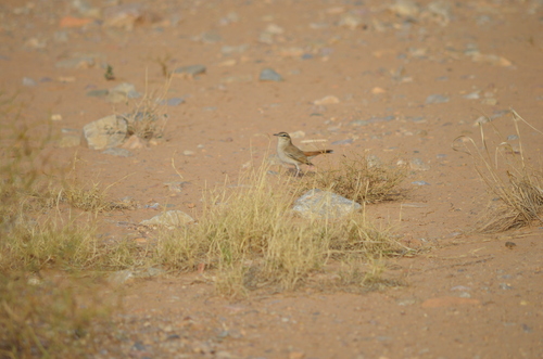 Rufous-tailed Scrub Robin (Cercotrichas galactotes), photo 6