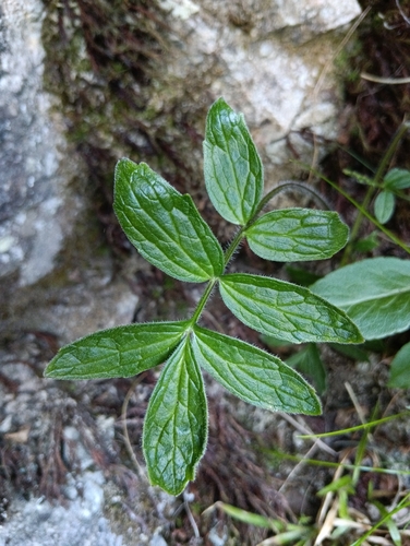 Valeriana excelsa sambucifolia