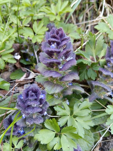 Pyramidal Bugle