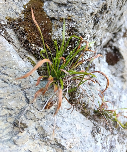 northern spleenwort