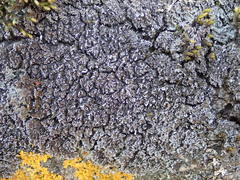 Physconia perisidiosa