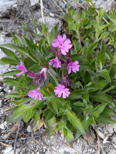 red campion