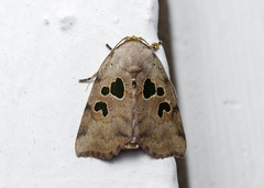 Xenochroa chlorostigma