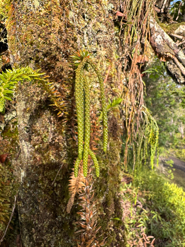 Phlegmariurus phyllanthus observed 2026-05-06