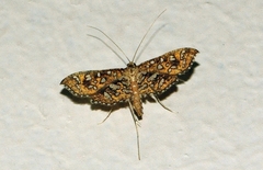 Nausinoe geometralis