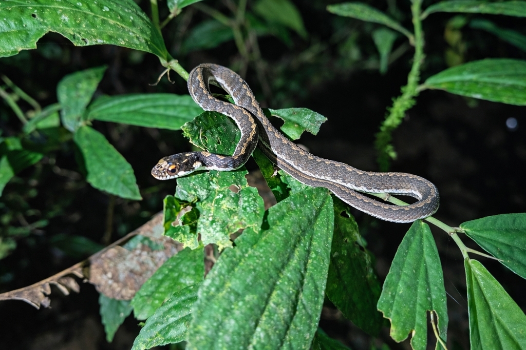 Günther's Keelback (Rhabdophis chrysargoides)