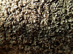 Physconia perisidiosa