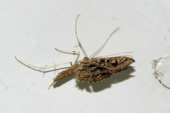 Nausinoe geometralis