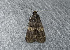 Hydrillodes gravatalis