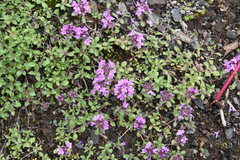 Thymus indigirkensis