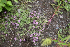 Thymus indigirkensis