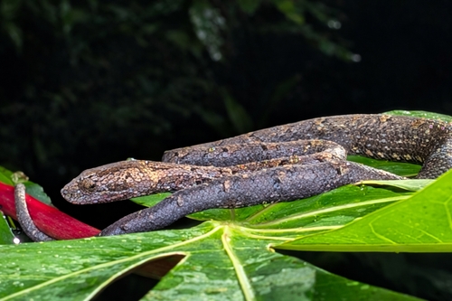 Psammodynastes pulverulentus