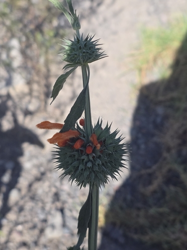 lion's ear