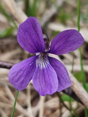 Viola uliginosa