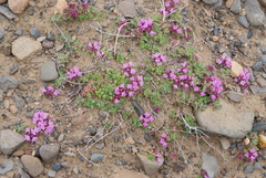 Thymus indigirkensis