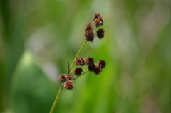 Juncus megacephalus, photograph (c) Josiah Londerée, some rights reserved (CC BY)