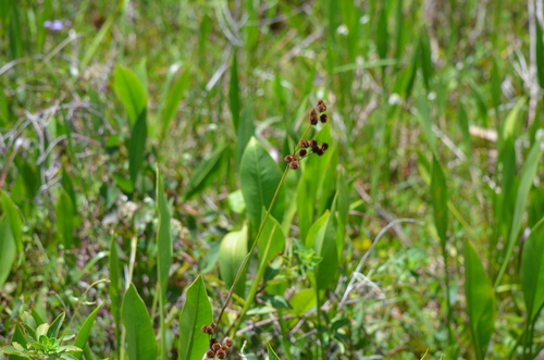 Juncus megacephalus, photograph 5