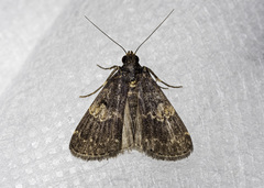 Hydrillodes gravatalis