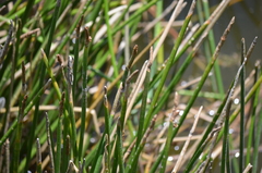 Eleocharis interstincta