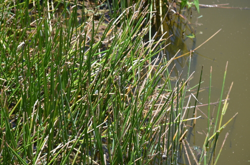 Eleocharis interstincta, photograph 1