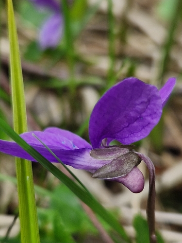Viola uliginosa, photograph 2