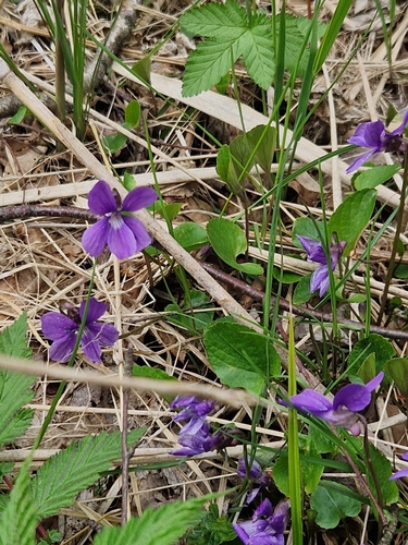 Viola uliginosa, photograph 3