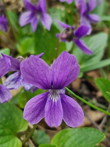 Viola uliginosa, photograph 4
