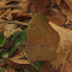 Dophla evelina
