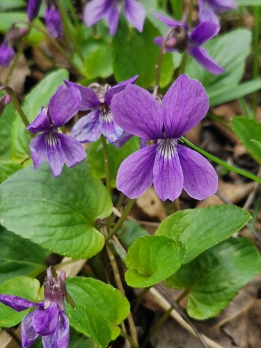 Viola uliginosa, photograph 5