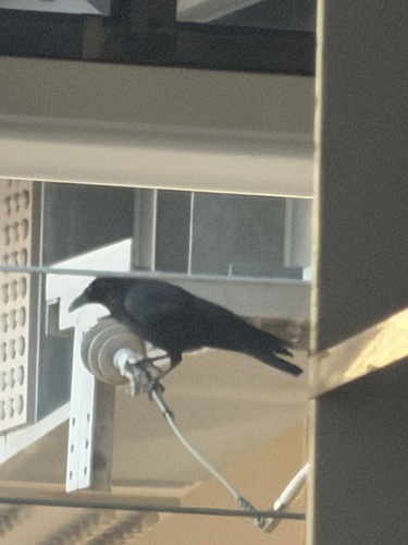 Japanese Crow
