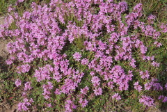 Thymus indigirkensis