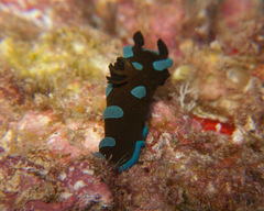Tambja morosa