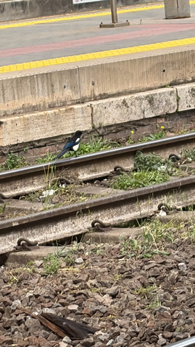 Eurasian Magpie