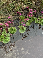 Craterostigma wilmsii