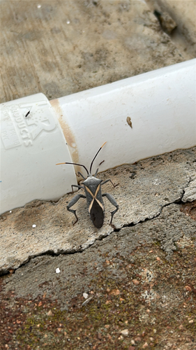 Crusader Bug