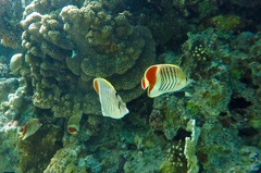 Chaetodon paucifasciatus