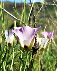 Calochortus catalinae