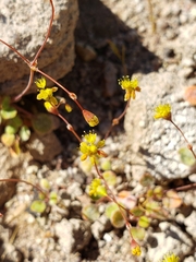 Eriogonum pusillum